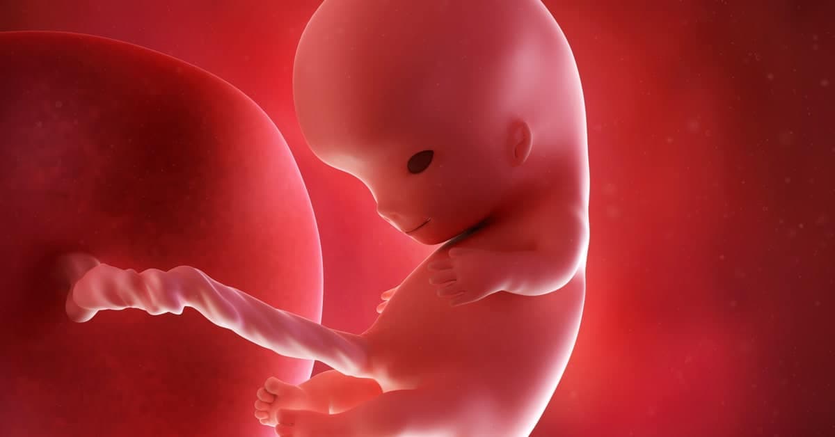 10 Haftalık Gebelikte Bebeğin ve Annenin Gelişimi kapak resmi