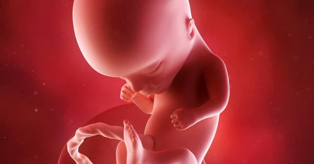 14 Haftalık Gebelikte Bebeğin Gelişimi ve Annedeki Değişimler image