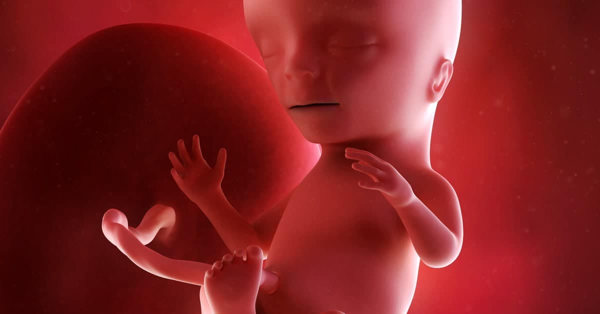 15 Haftalık Gebelikte Bebek ve Annenin Gelişimi kapak resmi
