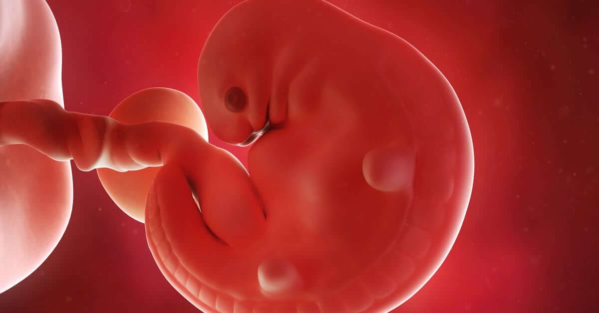 6 Haftalık Gebelikte Bebeğin Gelişimi ve Annenin Değişimleri kapak resmi