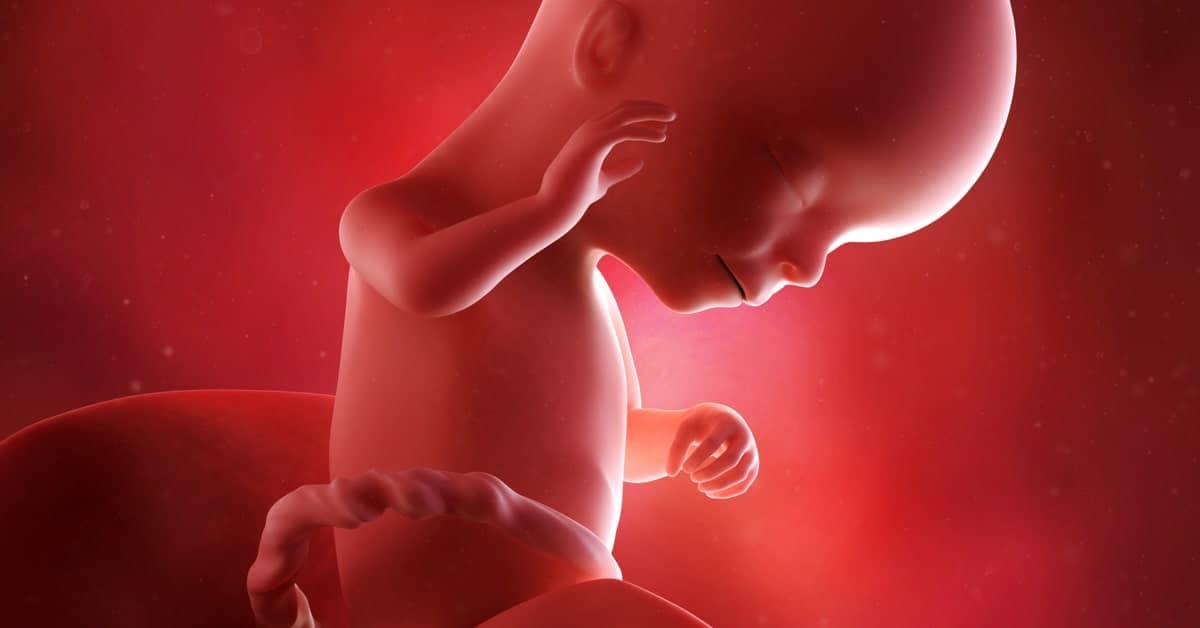 16 Haftalık Gebelikte Bebek ve Anne: Gelişim, Semptomlar ve İpuçları kapak resmi