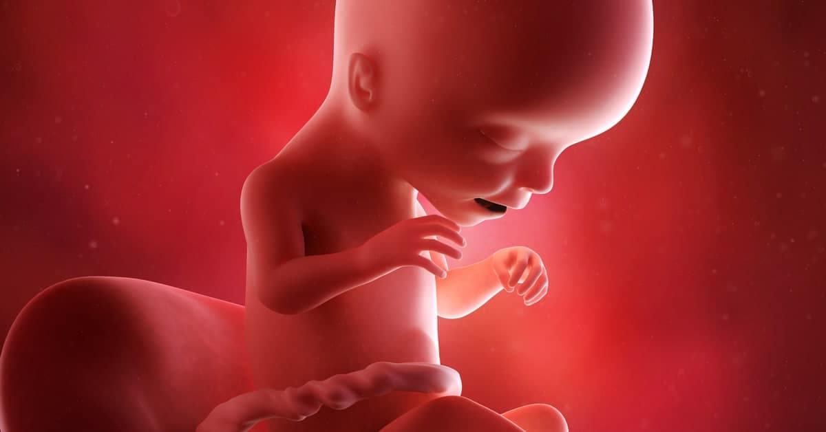 17 Haftalık Gebelikte Bebeğin ve Annenin Gelişimi kapak resmi