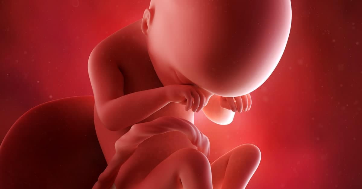 19. Hafta Gebelikte Bebeğinizde ve Sizde Neler Oluyor? kapak resmi