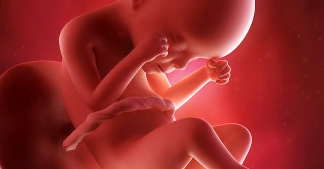 24 Haftalık Gebelikte Bebeğinizde ve Sizde Neler Oluyor? image
