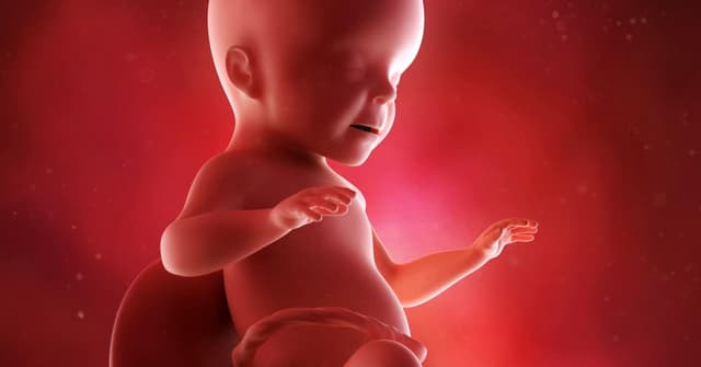 26 Haftalık Gebelikte Bebeğinizde ve Sizin Bedeninizde Neler Değişiyor? image