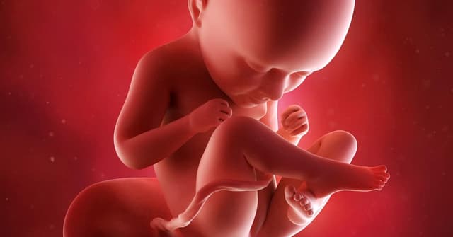 35 Haftalık Gebelikte Bebeğin ve Annenin Gelişimi image
