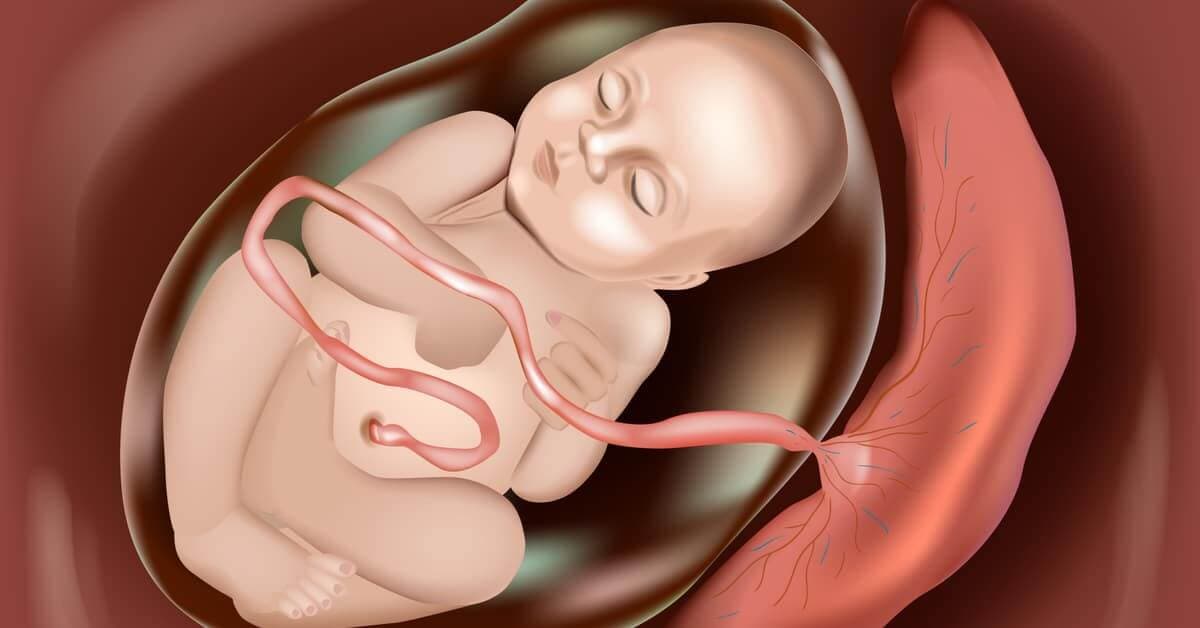 Hamilelikte Göbek Kordonu Sorunları ve Çözümleri kapak resmi