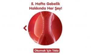 gebelikte-5-hafta