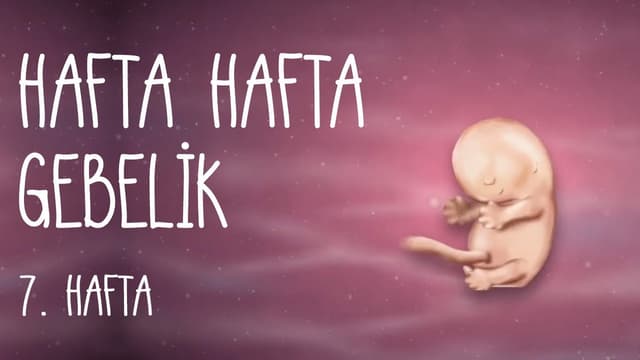 Hafta Hafta Gebelik 7. Hafta image