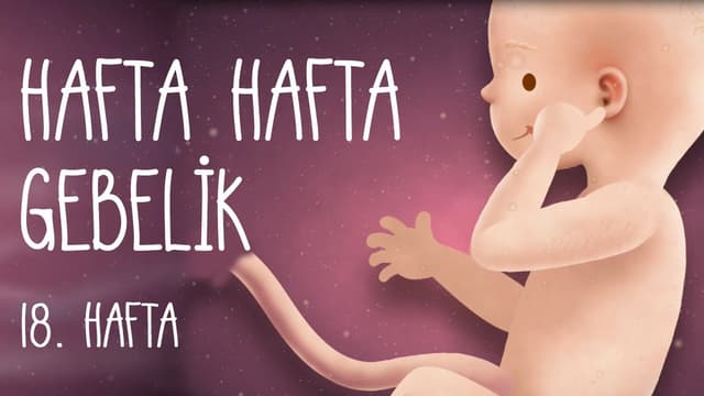 Hafta Hafta Gebelik 18. hafta image