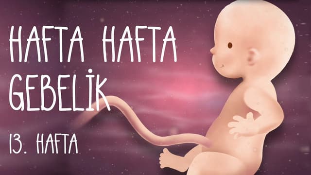 Hafta Hafta Gebelik 13. hafta image