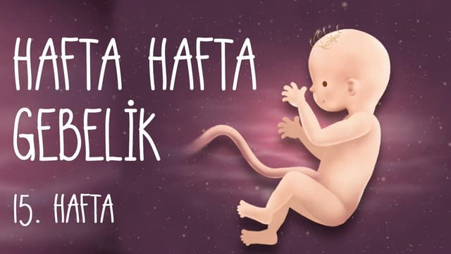 Hafta Hafta Gebelik 15. hafta image