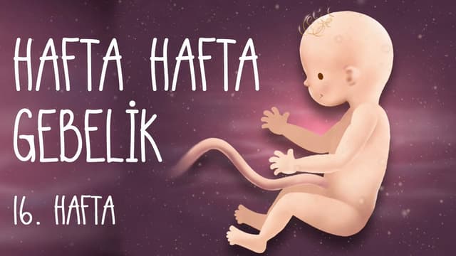 Hafta Hafta Gebelik 16. hafta image