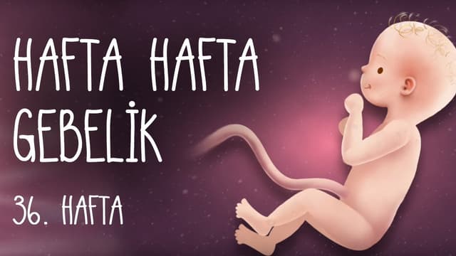 Hafta Hafta Gebelik 36. hafta image