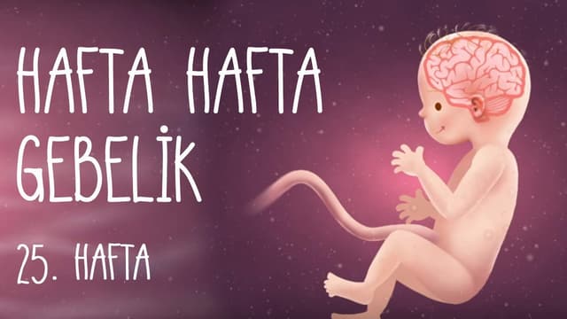 Hafta Hafta Gebelik 25. hafta image