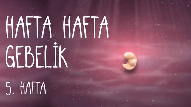Hafta Hafta Gebelik  5. hafta image