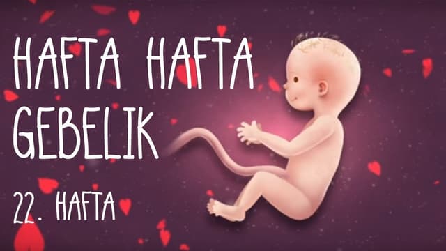 Hafta Hafta Gebelik 22. hafta image
