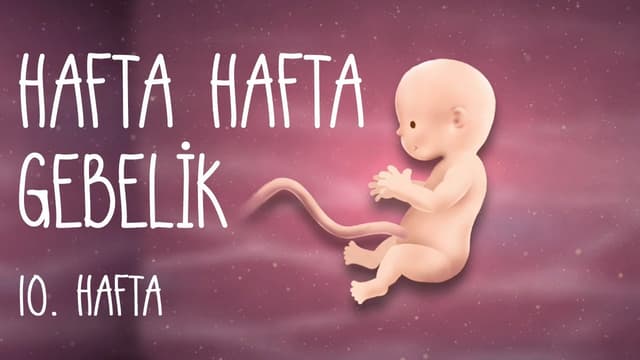 Hafta Hafta Gebelik 10. hafta image