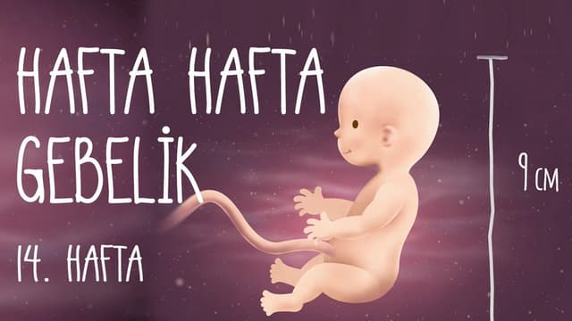 Hafta Hafta Gebelik 14. hafta image