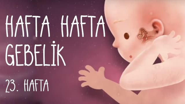 Hafta Hafta Gebelik 23. hafta image