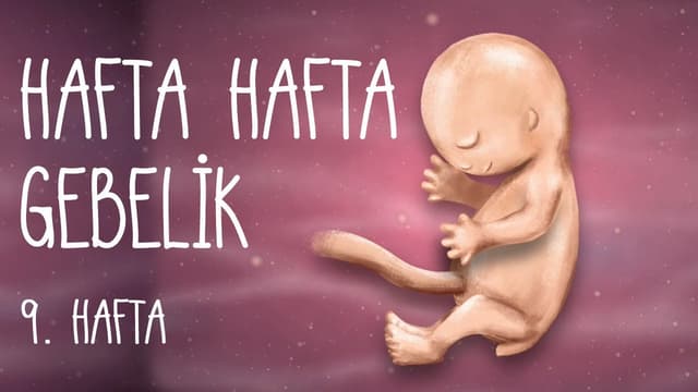 Hafta Hafta Gebelik 9. hafta image