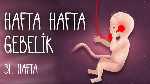 Hafta Hafta Gebelik 31. hafta image