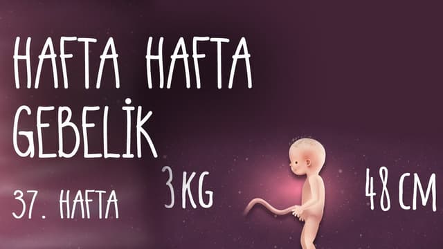 Hafta Hafta Gebelik 37. hafta image